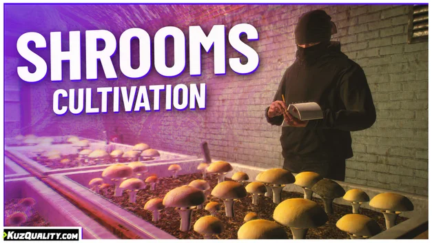 Shrooms Cultivation
